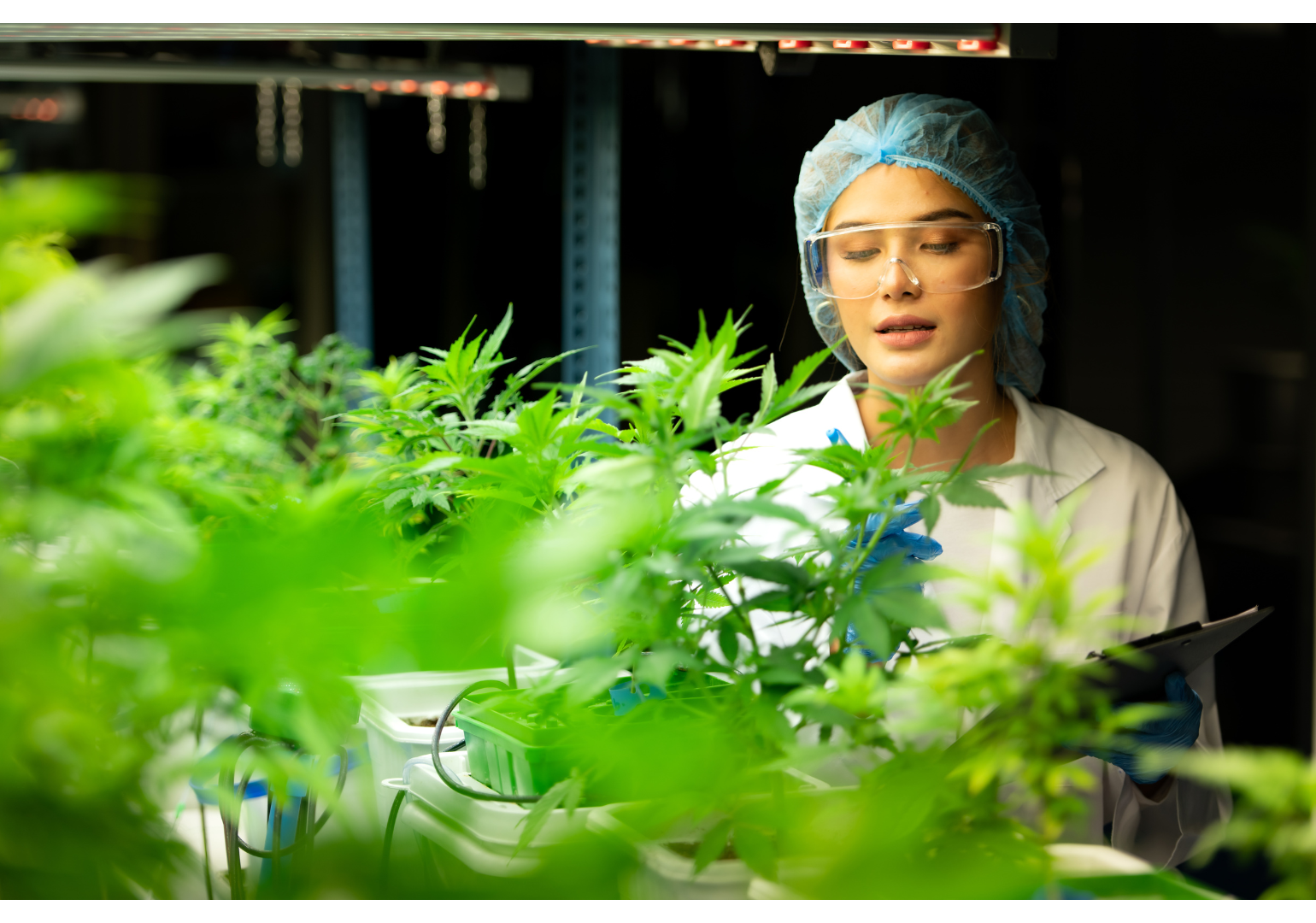 Services rund um Hanf und Cannabis