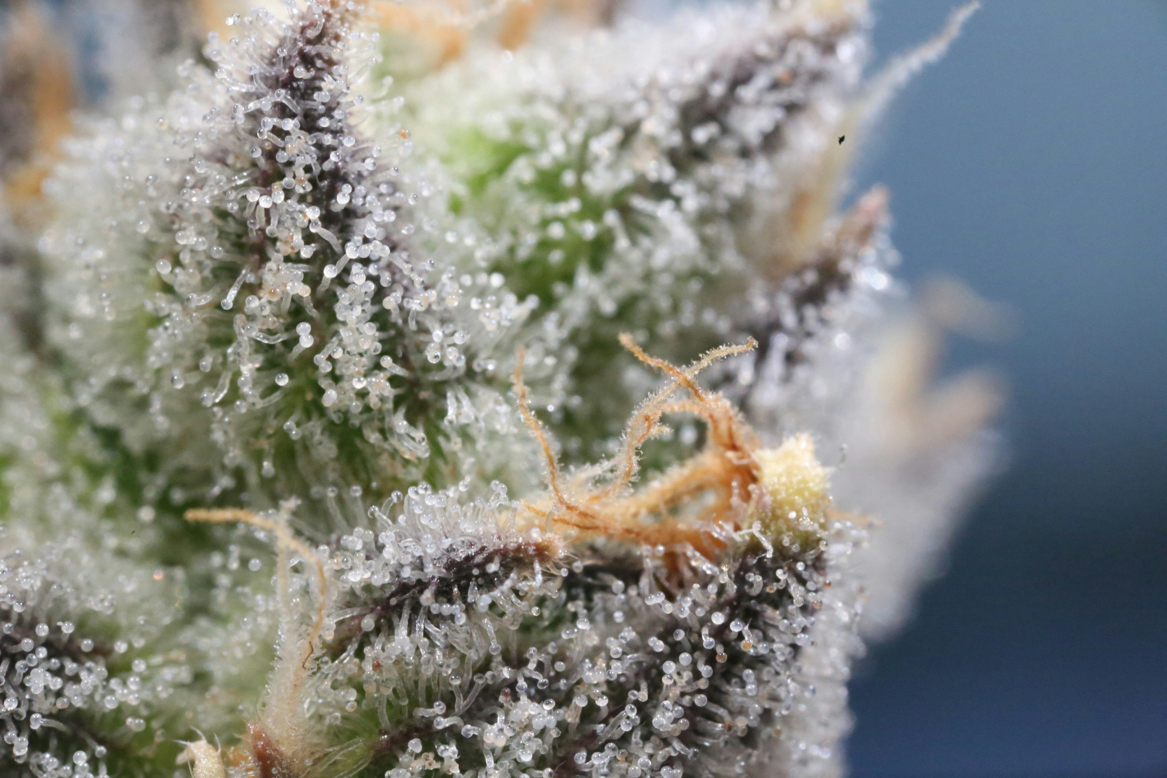Nahaufnahme Trichome