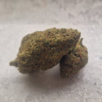 Close-up of a bud on a light gray background