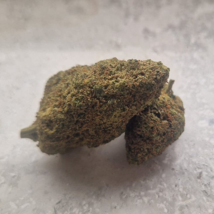 Close-up of a bud on a light gray background