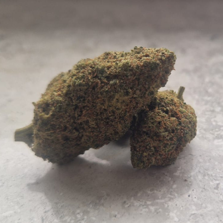 Close-up of a bud on a light gray background