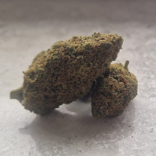 Close-up of a bud on a light gray background