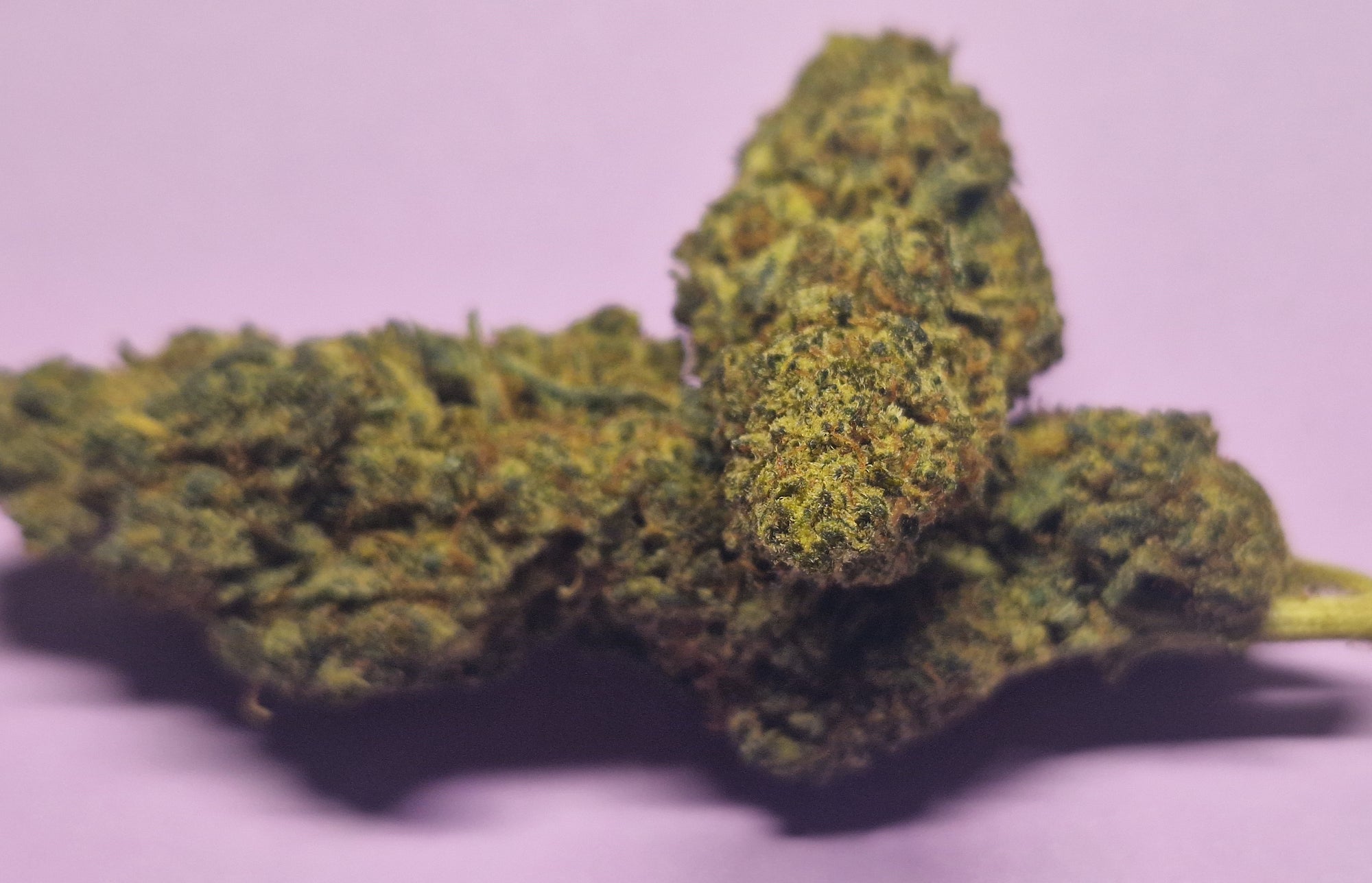 Mango Magic. A close-up image of fresh buds with a purple background.